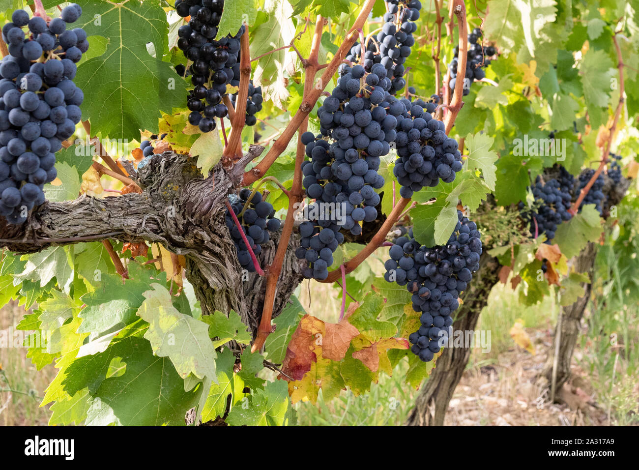 Tempranillo Grapes growing in Bodega Ysios vignoble, Languardia, Espagne Banque D'Images