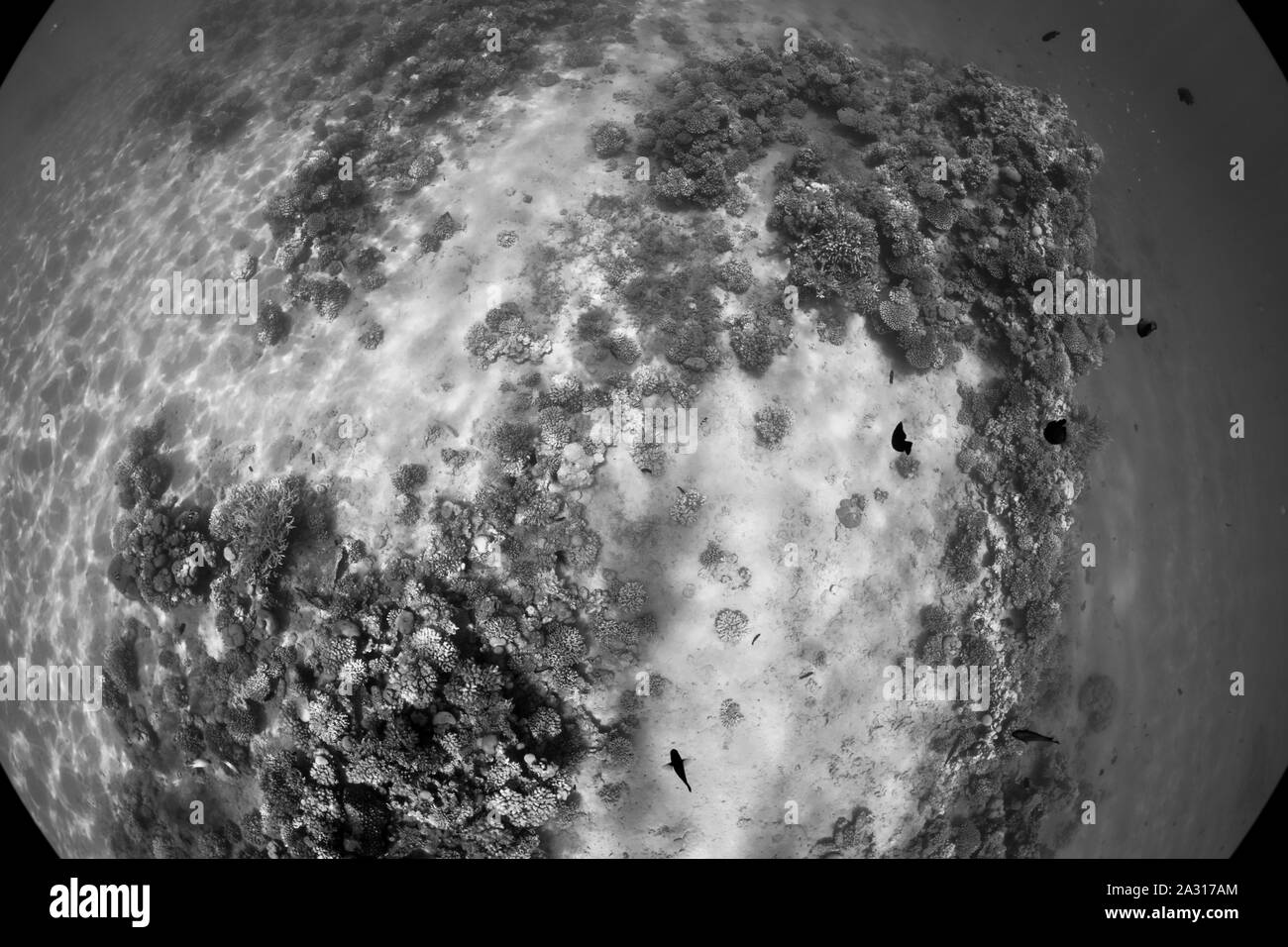 Au-dessus de récifs coralliens, vue fisheye, Makadi Bay, Egypte Banque D'Images