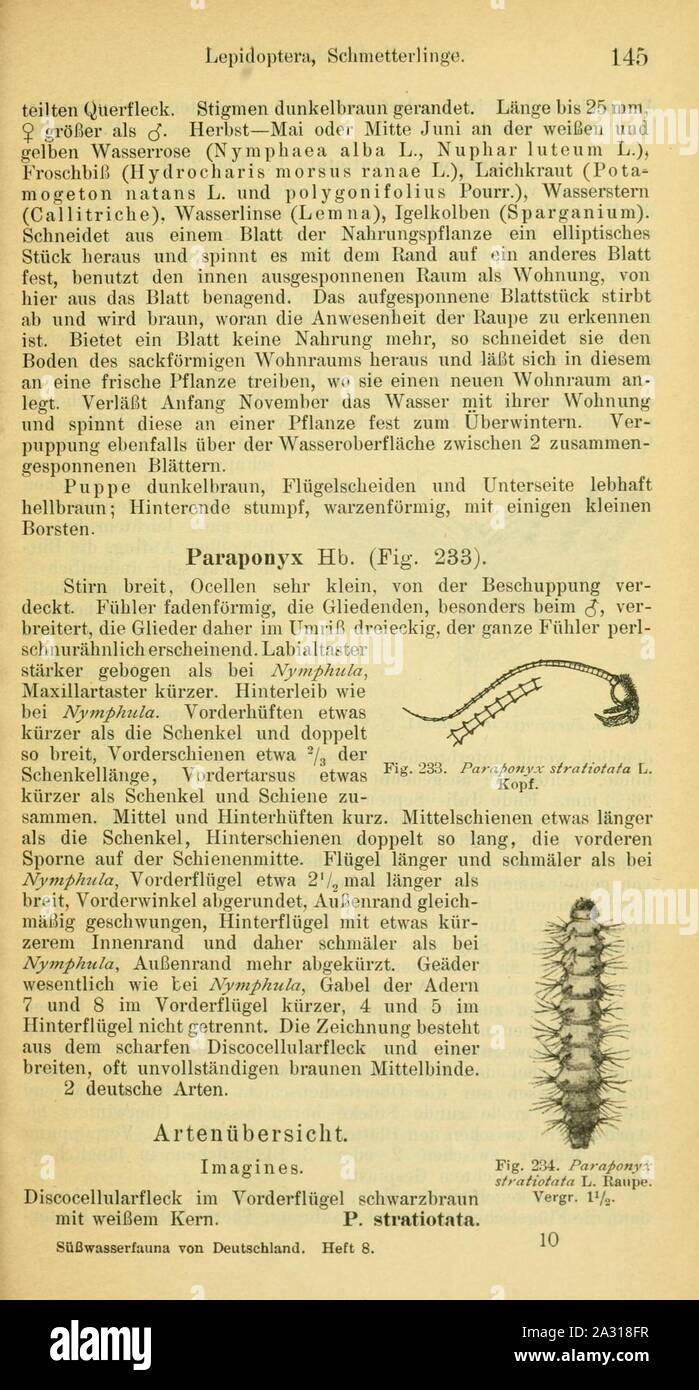 Ephemerida, plécoptères, Lepidoptera (page 145) Banque D'Images
