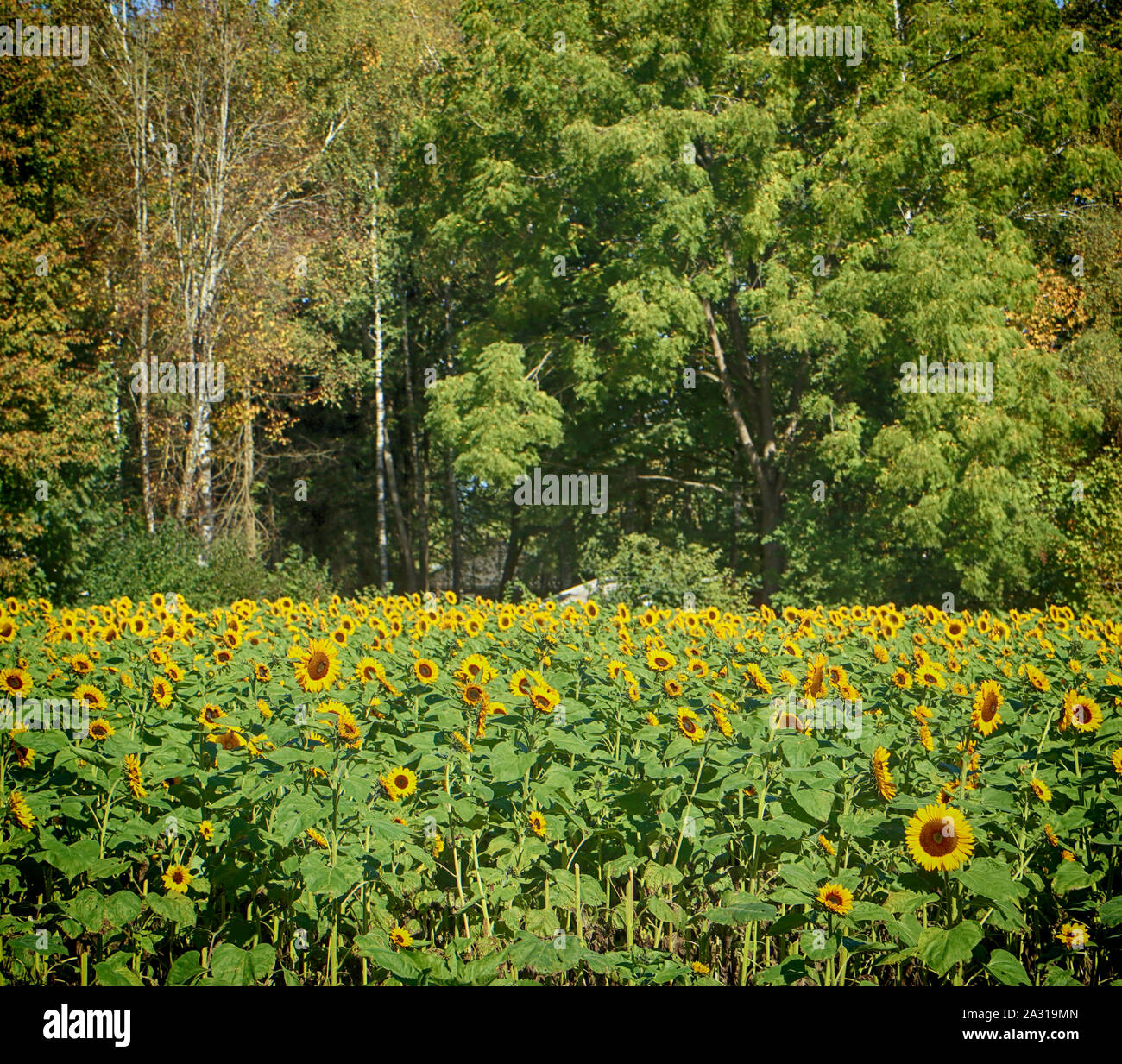 De belles têtes de tournesol sur la culture intensive dans une ferme en Bavière Banque D'Images