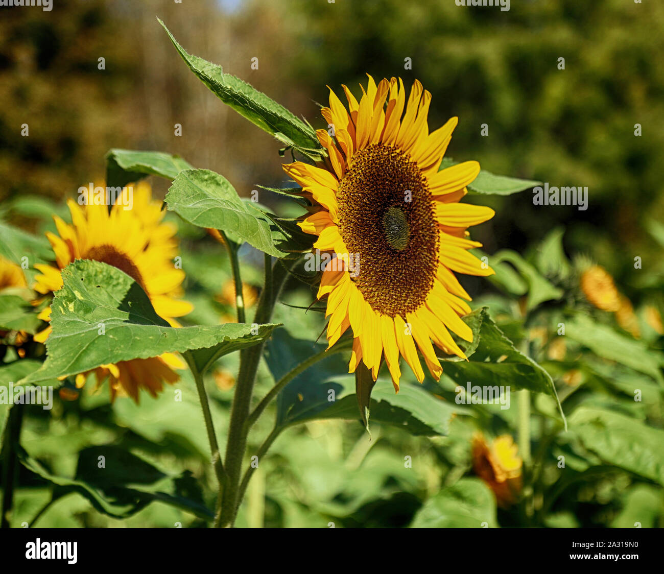 De belles têtes de tournesol sur la culture intensive dans une ferme en Bavière Banque D'Images