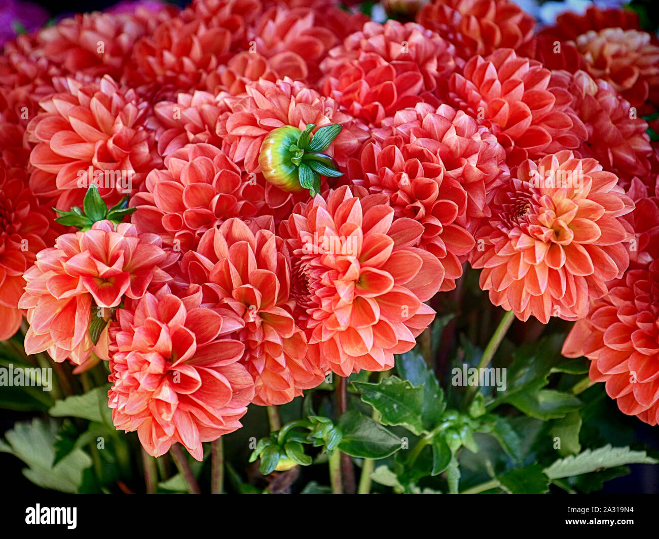 Contexte : la nature orange magnifique dahlia fleurs en été pour le marché floral Banque D'Images