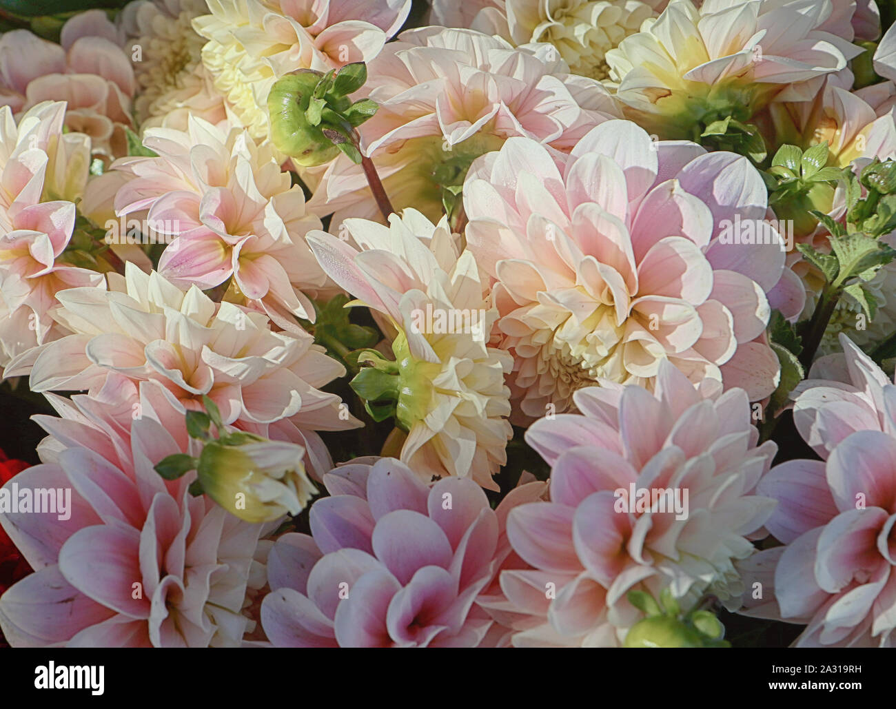 Nature fond : rose magnifique dahlia panachée fleurs en été pour le marché floral Banque D'Images