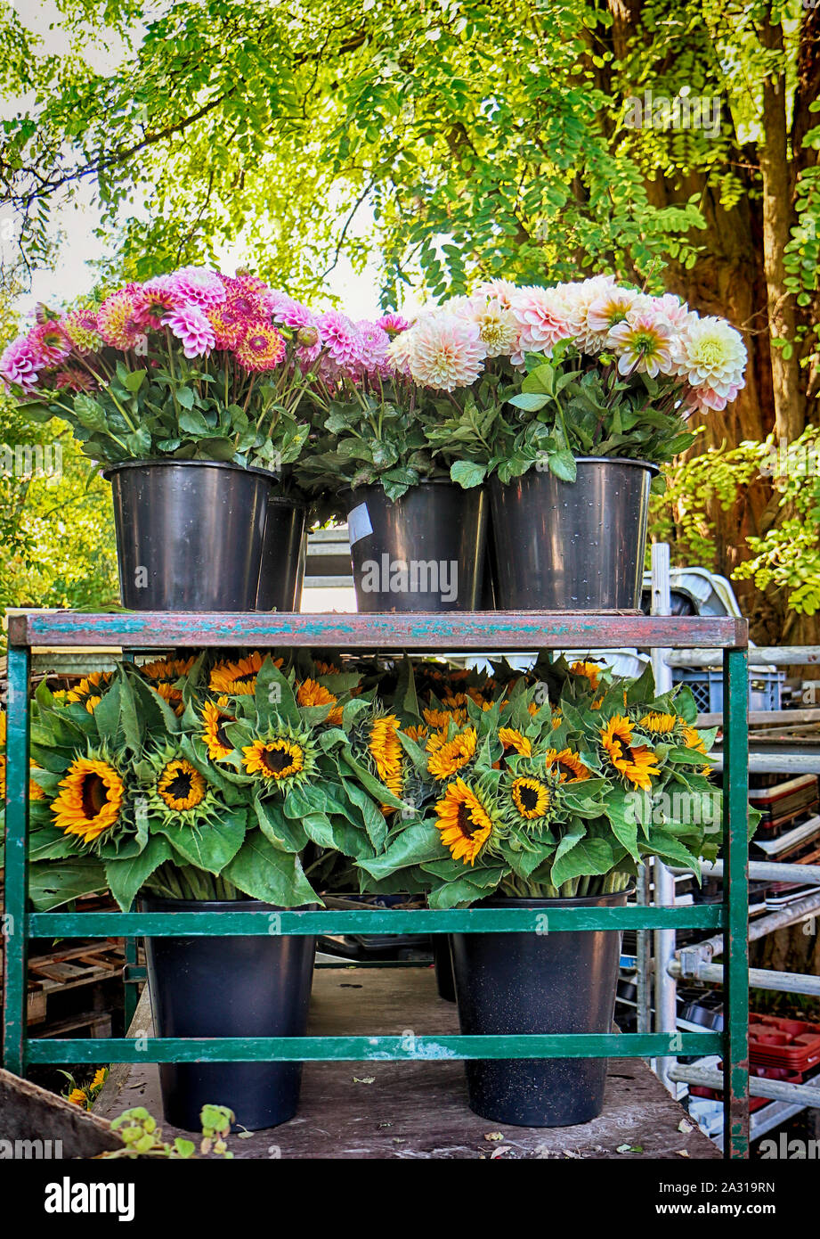 La culture de fleurs colorées et le tournesol : dahlia récoltés et couper en pot pour le marché floral à la fin de l'été Banque D'Images