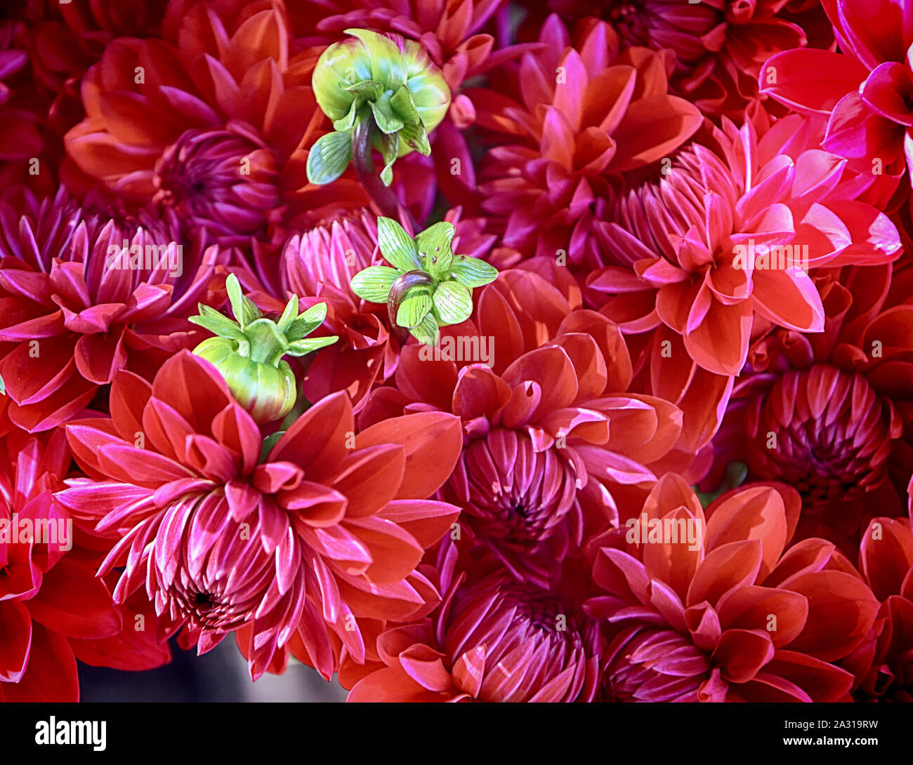 Nature fond : rouge magnifique dahlia fleurs en été pour le marché floral Banque D'Images