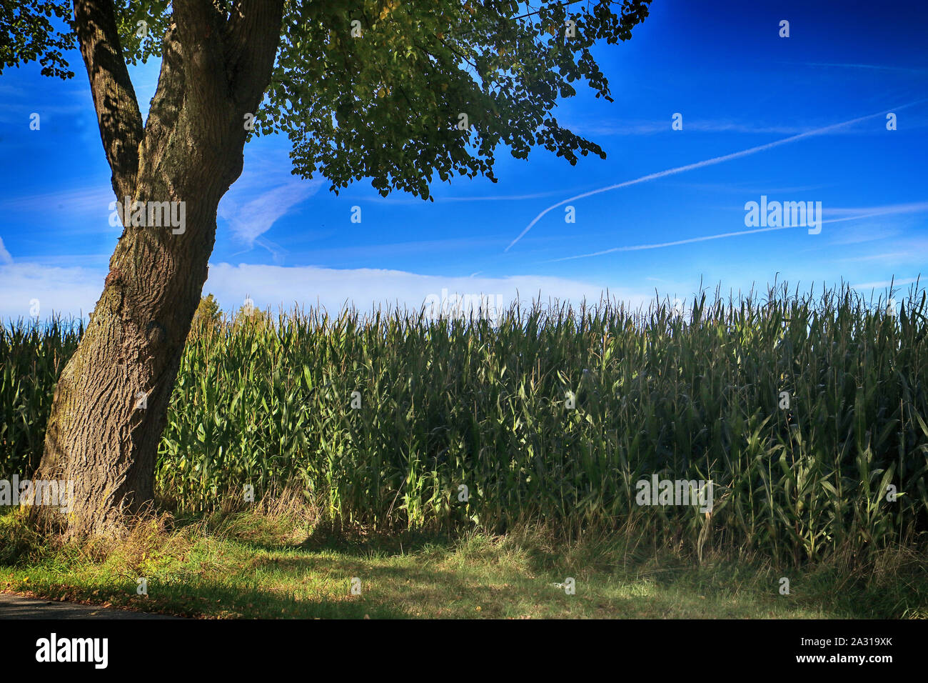 Paysage rural bavarois en été, ciel bleu, champ de maïs et des arbres Banque D'Images
