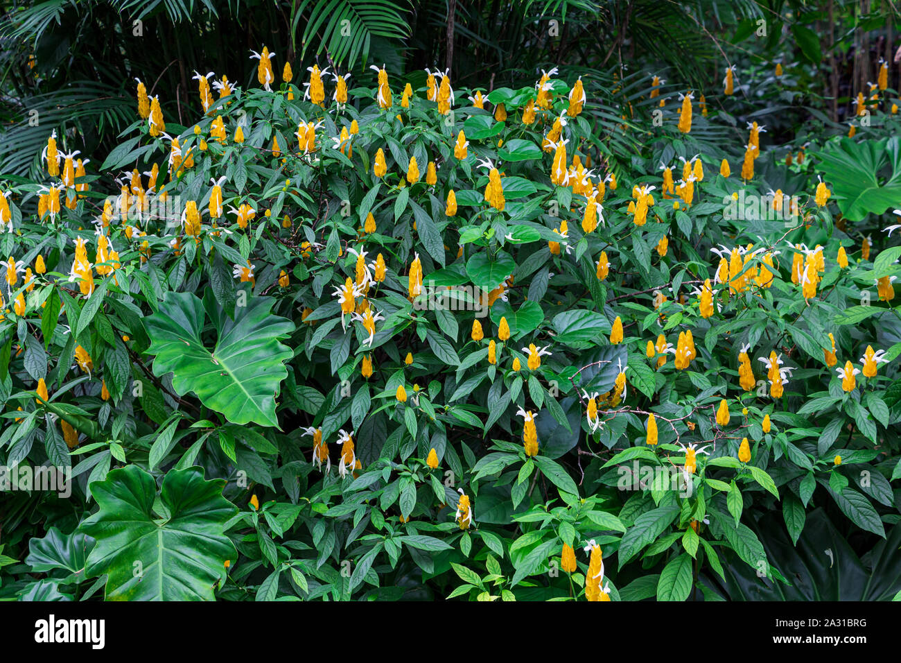 Usine de crevettes d'or alias pompinette plante (Pachystachys lutea) - Florida, USA Banque D'Images