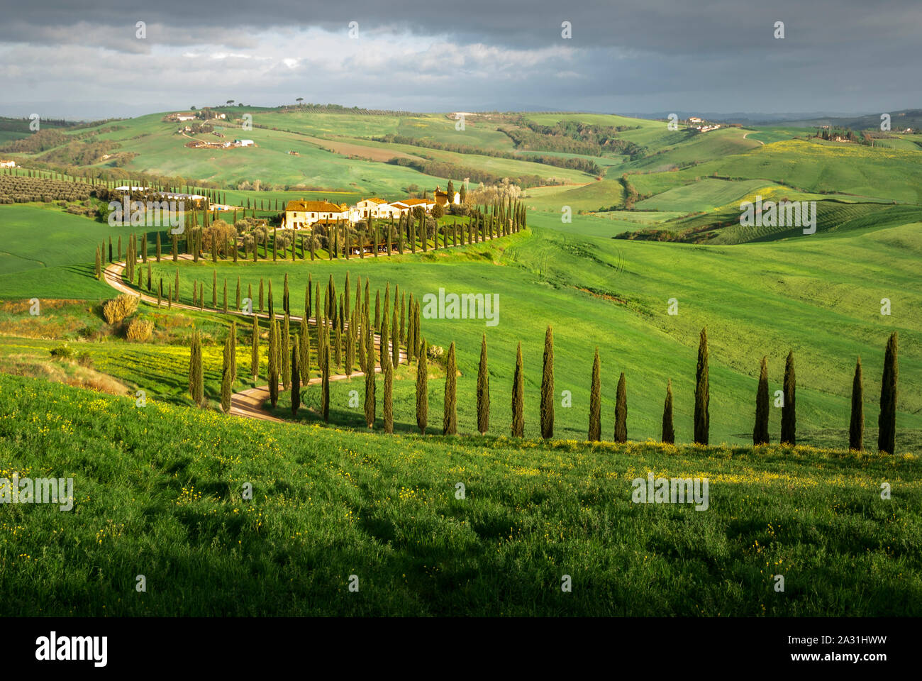 Vert paysage typique de la Toscane en Val d'Orcia avec une route sinueuse, de champs, de cyprès et de ciel bleu, Toscana, Italie, Italie Banque D'Images