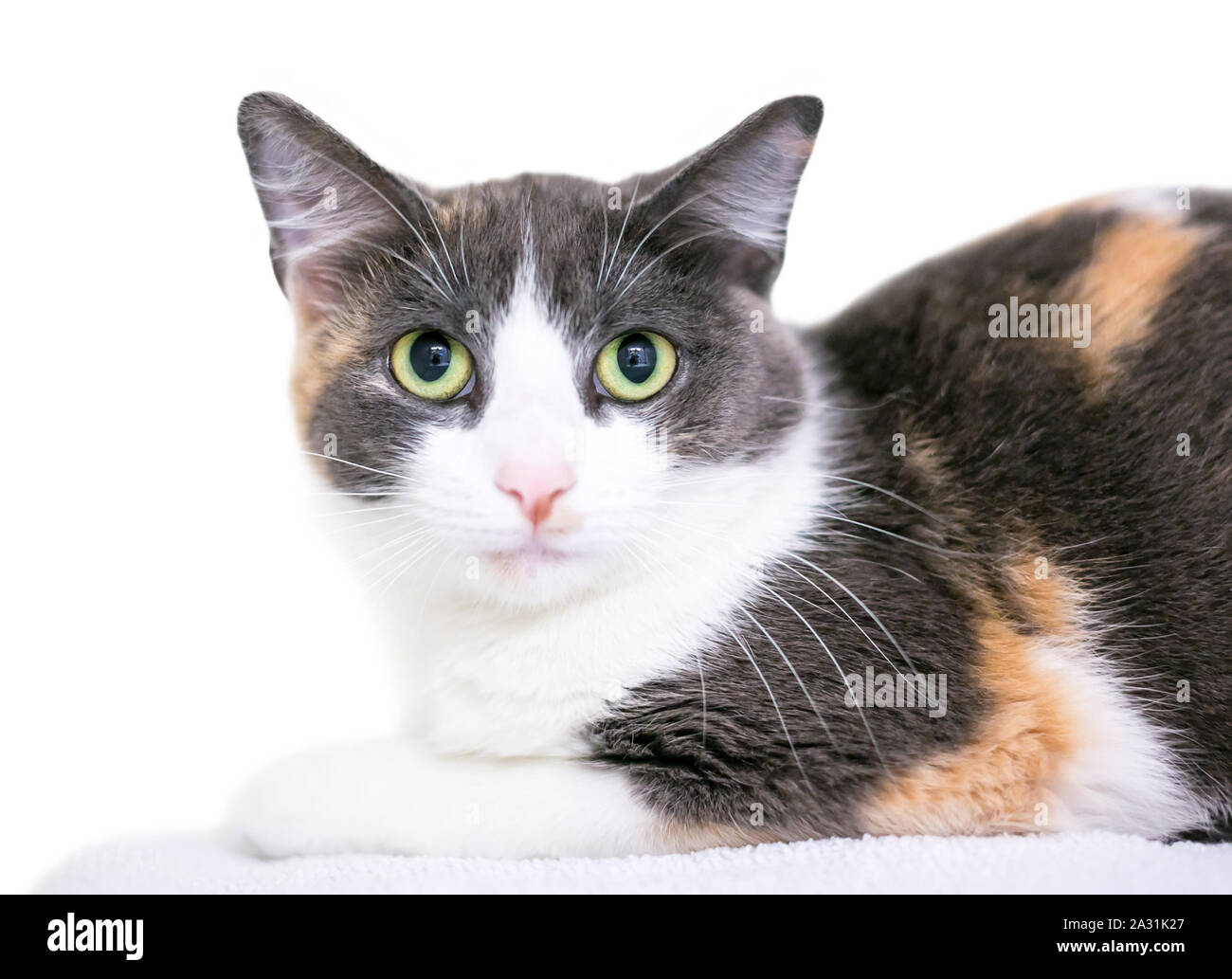 Une timide Calico dilué shorthair domestique chat avec dilatation des pupilles Banque D'Images