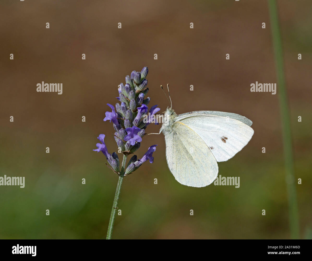 Petit blanc, Artogeia rapae, seul adulte se nourrit de la lavande. Prises de juillet. Lea Valley, Essex, Royaume-Uni. Banque D'Images
