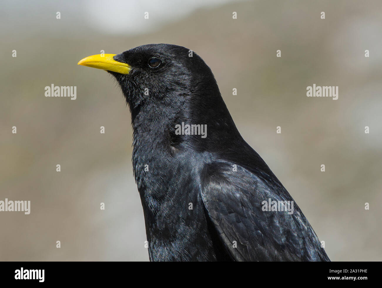 Alpine Chough Pyrrhocorax graculus) (dans les montagnes du parc national Picos de Europa en Espagne Banque D'Images