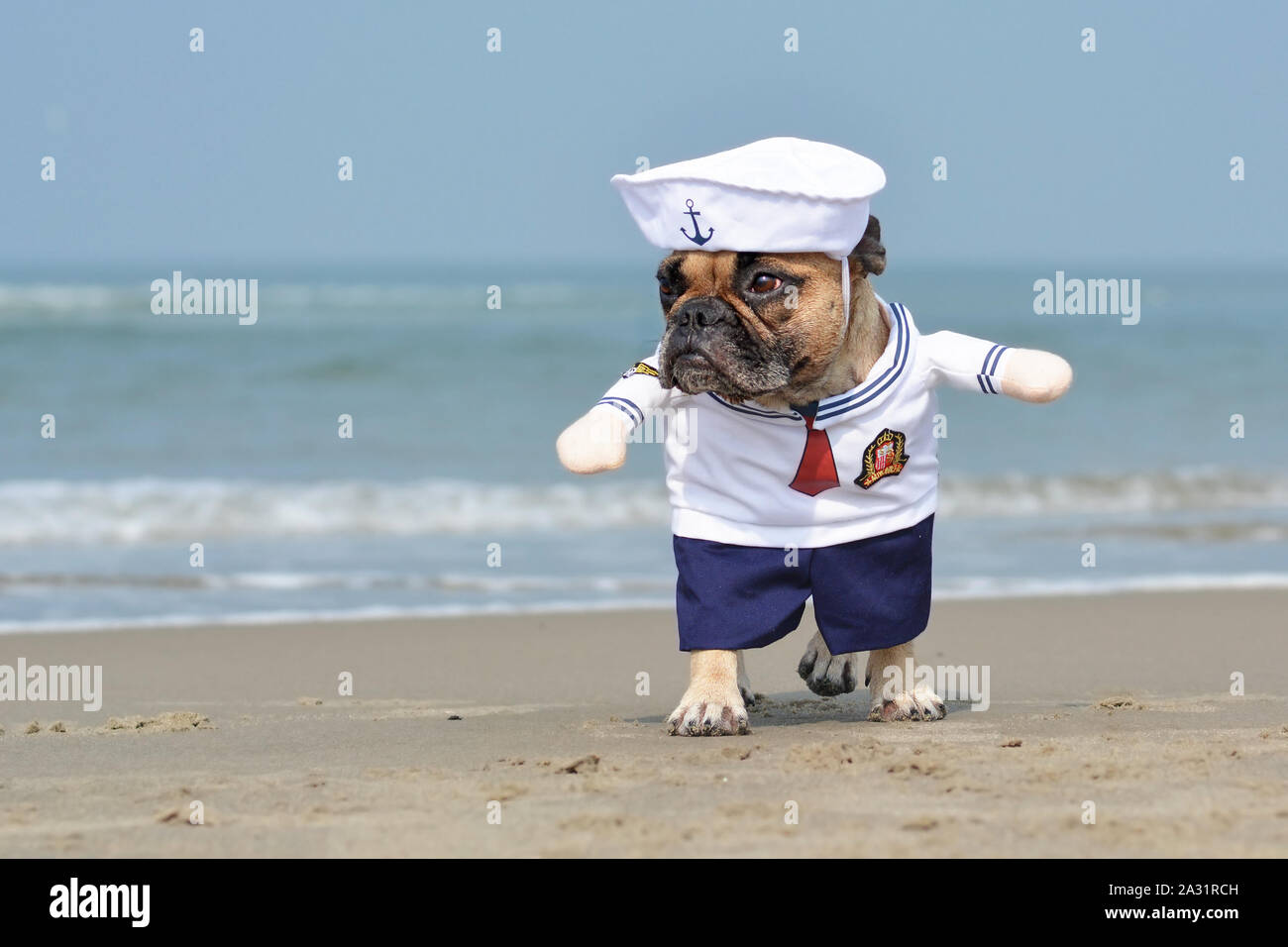 Drôle de marche Bouledogue Français habillé avec un mignon petit chien marin costume Halloween sur plage avec ocean in background Banque D'Images