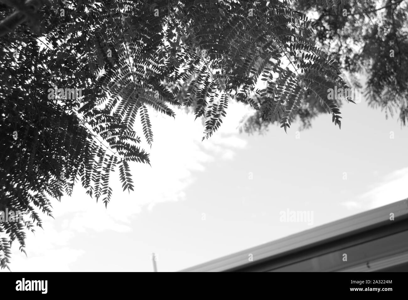 Photographie en noir et blanc de fougères contre le ciel Banque D'Images