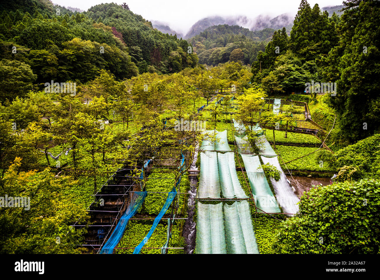 Les champs de Wasabi à Izu (Japon) sont étroits et s'étendent sur les douces collines suivant le cours de la rivière. Les plantes poussent très lentement et la culture du wasabi est très intensive en main-d'œuvre Banque D'Images Les champs de Wasabi à Izu (Japon) sont étroits et s'étendent sur les douces collines suivant le cours de la rivière. Les plantes poussent très lentement et la culture du wasabi est très intensive en main-d'œuvre Banque D'Images