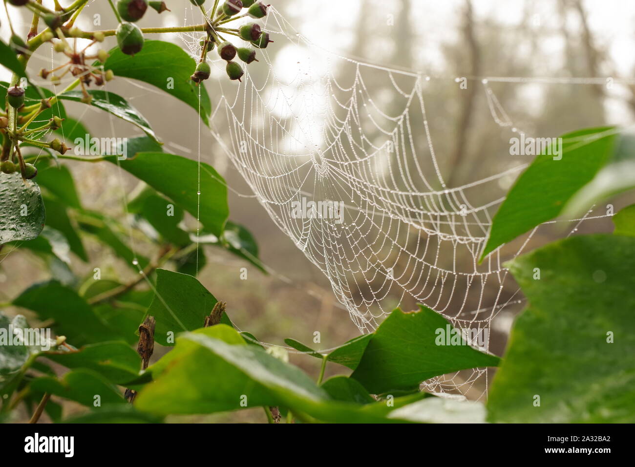 Couvert de rosée sur un web araignées de lierre. Plancher de bois, Exeter, Devon, UK. Banque D'Images