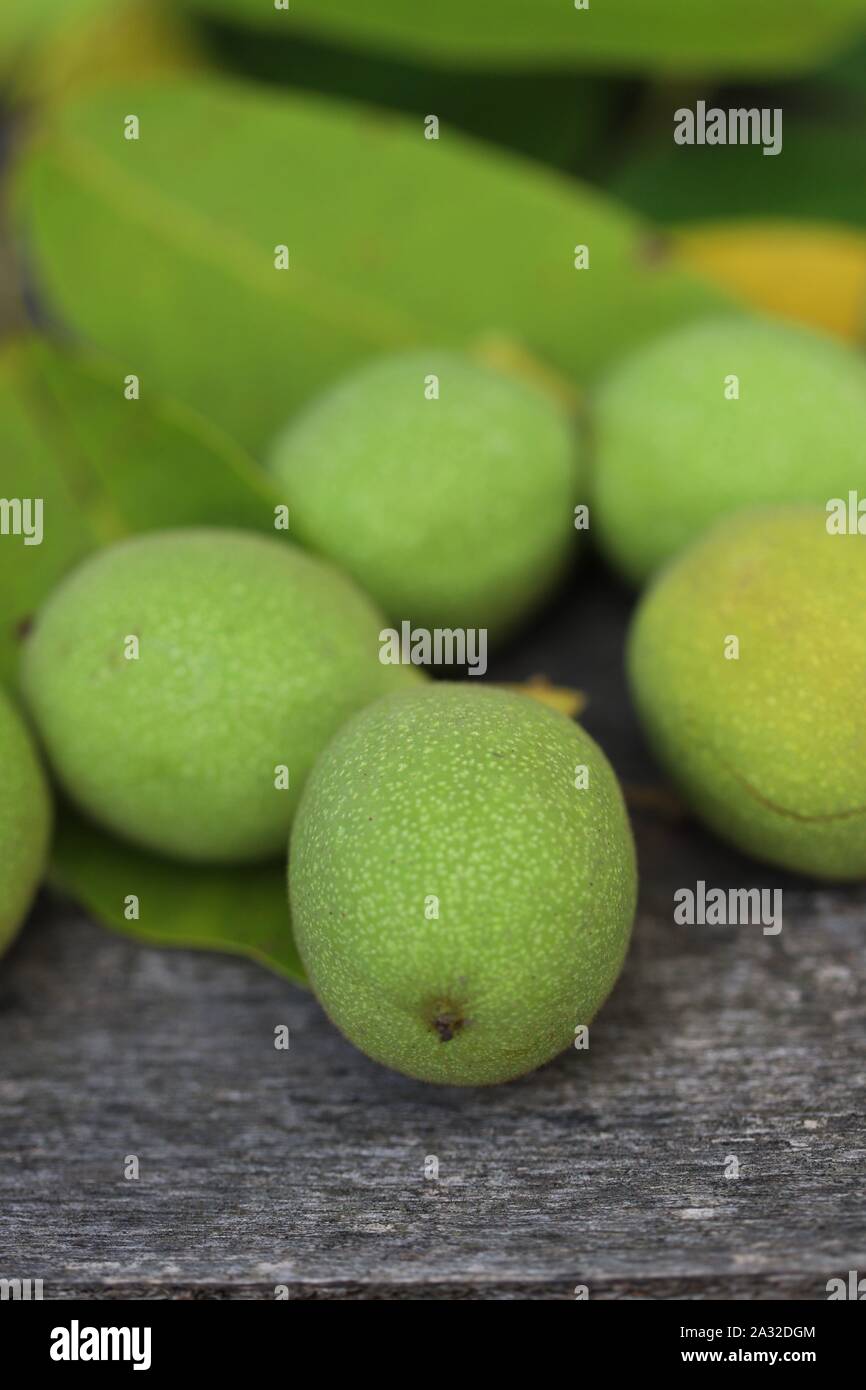 Les noix d'un arbre arraché dans une carapace verte. La récolte des noix. Focus sélectif. Macro. Banque D'Images