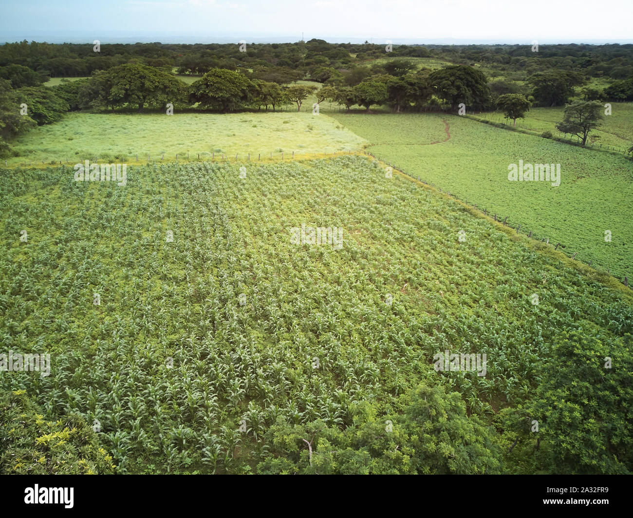 Le maïs ou soja vert prairie au-dessus de l'antenne vue supérieure Banque D'Images Le maïs ou soja vert prairie au-dessus de l'antenne vue supérieure Banque D'Images