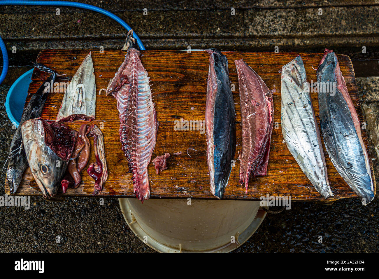 Soigneusement disséqué: Vous pouvez déjà voir la forme ultérieure du konnare katsuobushi sur les quatre filets. En raison du processus de séchage en plusieurs étapes, le produit final sera beaucoup plus petit. Toutes les autres parties du poisson sont également utilisées. Fabricant de Katsuobushi de Yasuhisa Serizawa à Nishizu-Cho, Shizuoka, Japon Banque D'Images