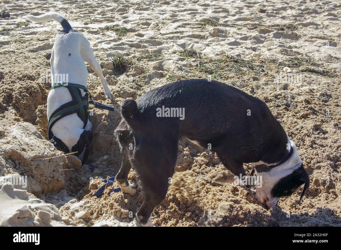 Travel France, Dune du Pilat Plage Banque D'Images