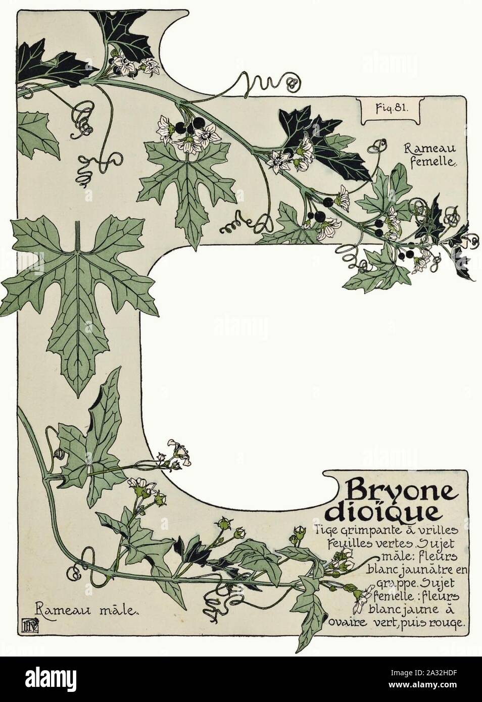 Etude de la plante - p.71 fig.81 - Bryone dioïque. Banque D'Images