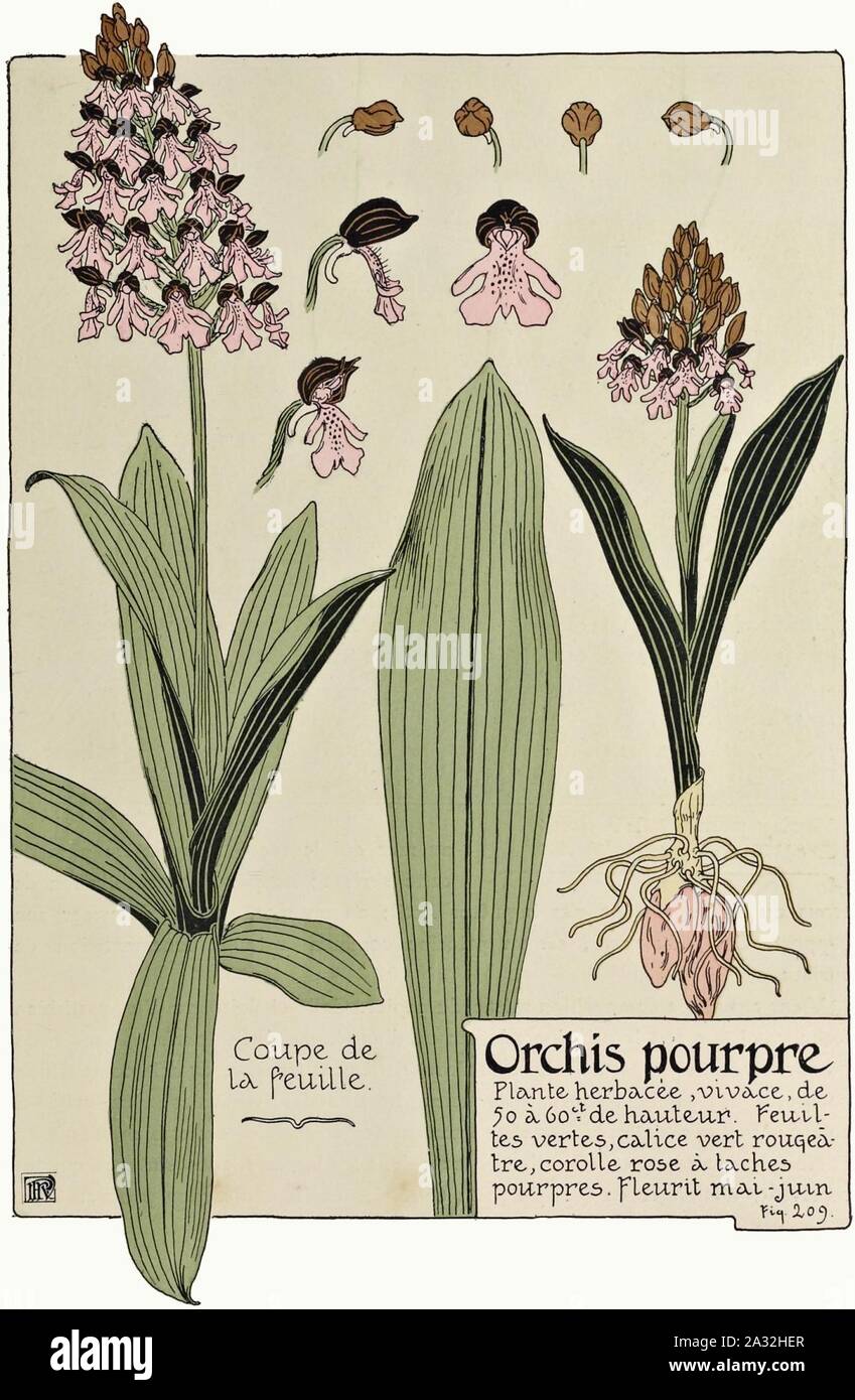 Etude de la plante - p.157 fig.209 - Orchis pourpre. Banque D'Images