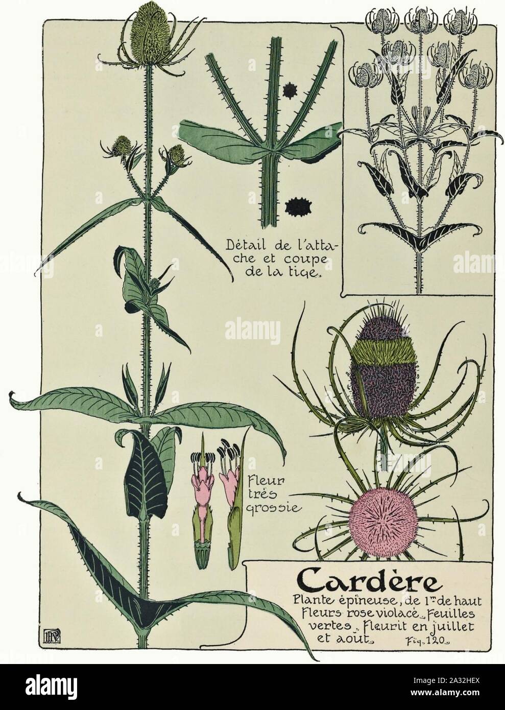 Etude de la plante - p.92 fig.120 - Cardère sauvage. Banque D'Images