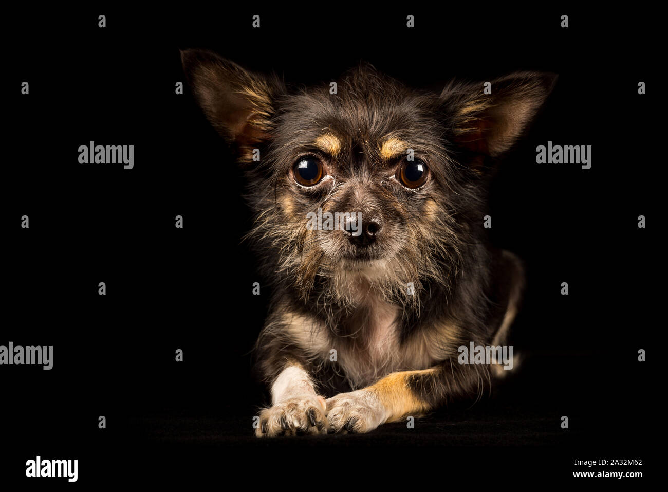 Chihuahua Yorkshire Terrier, chien bâtard sur fond noir Banque D'Images