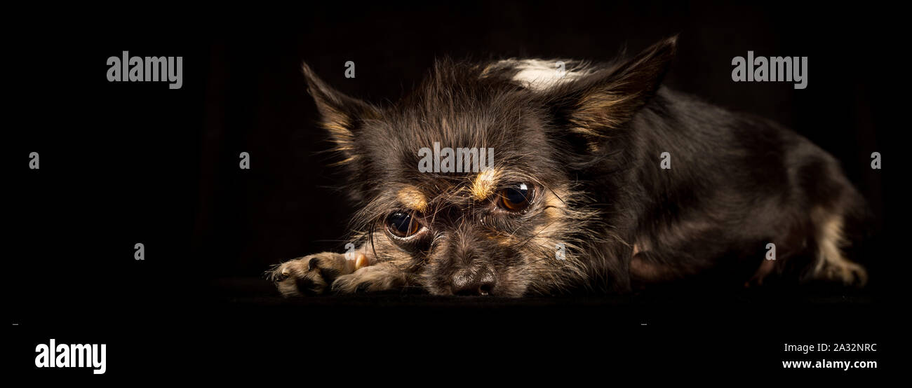 Chihuahua Yorkshire Terrier, chien bâtard sur fond noir Banque D'Images