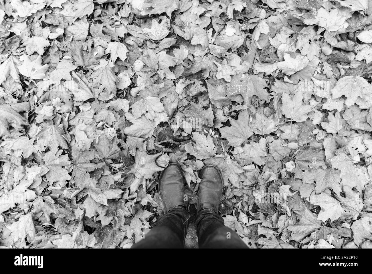 Des selfies Chaussure homme debout sur les feuilles d'automne en noir et blanc Banque D'Images