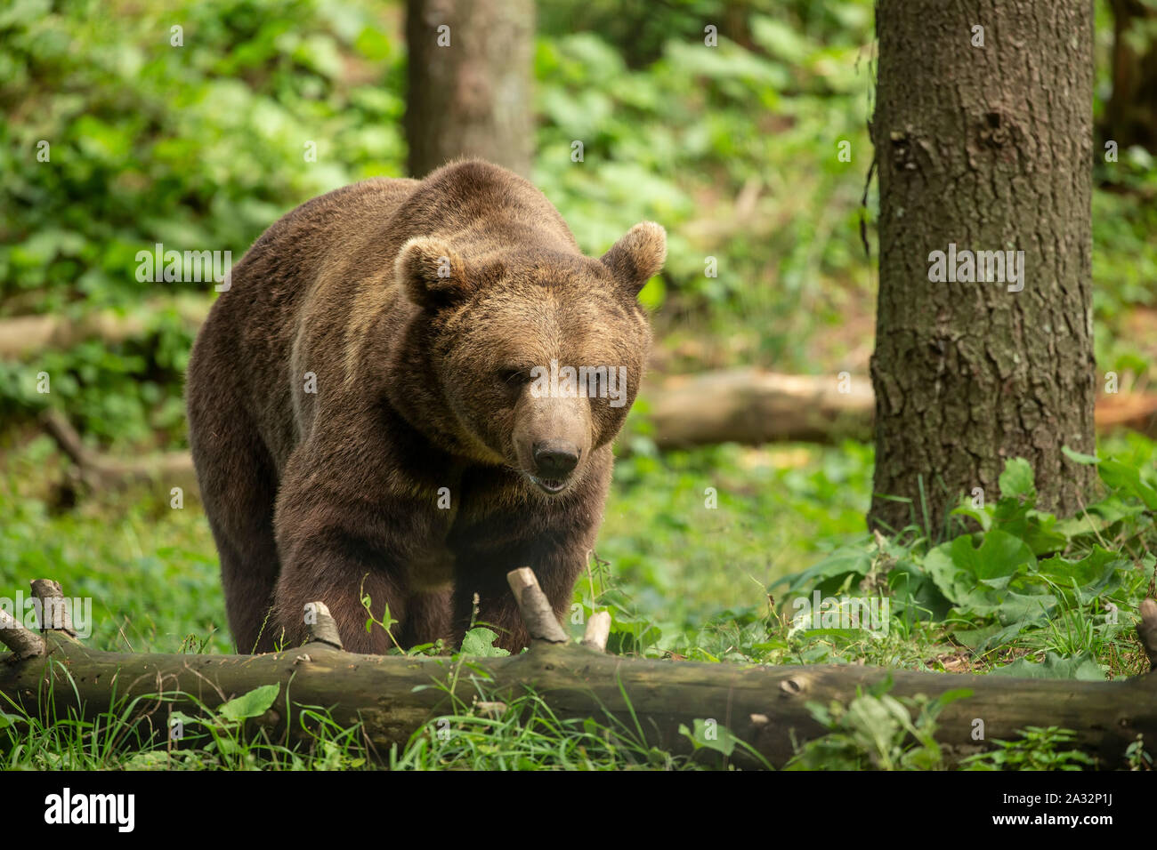 L'ours brun (Ursus arctos) dans son milieu naturel l'habitat forestier de scènes naturelles Banque D'Images
