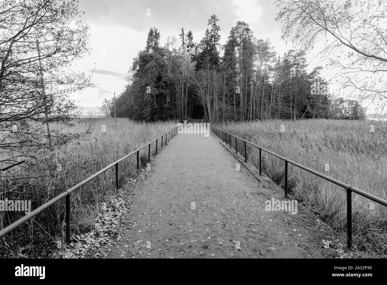 Sentier en Finlande l'île de Ruissalo tourné en noir et blanc Banque D'Images