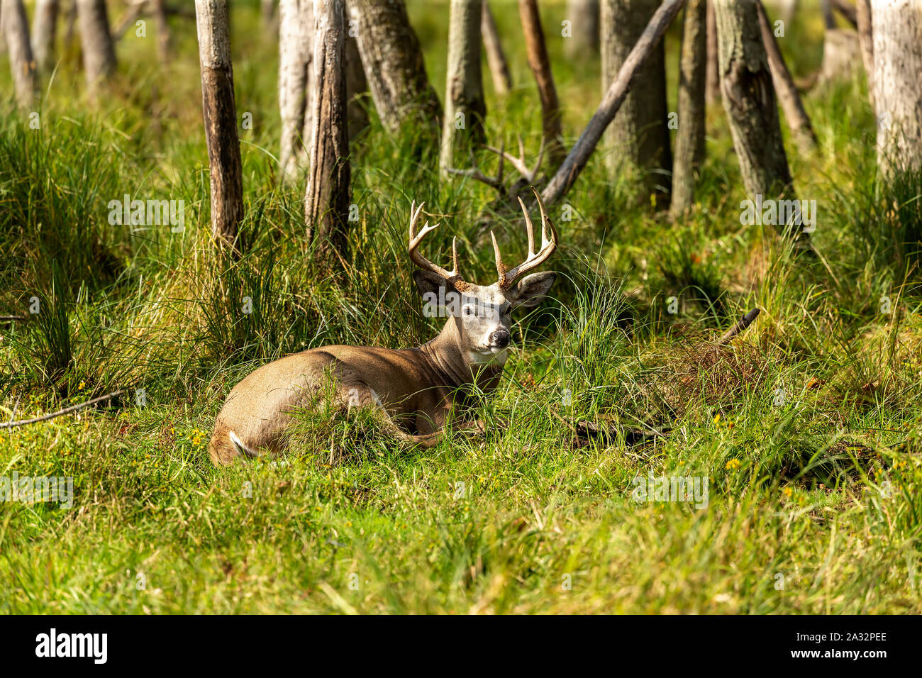 Beaux cerfs de Virginie, les cerfs adultes forte marche à travers la végétation forêt d'automne dans l'herbe haute au début de l'ornière. Wisconsin USA. Banque D'Images