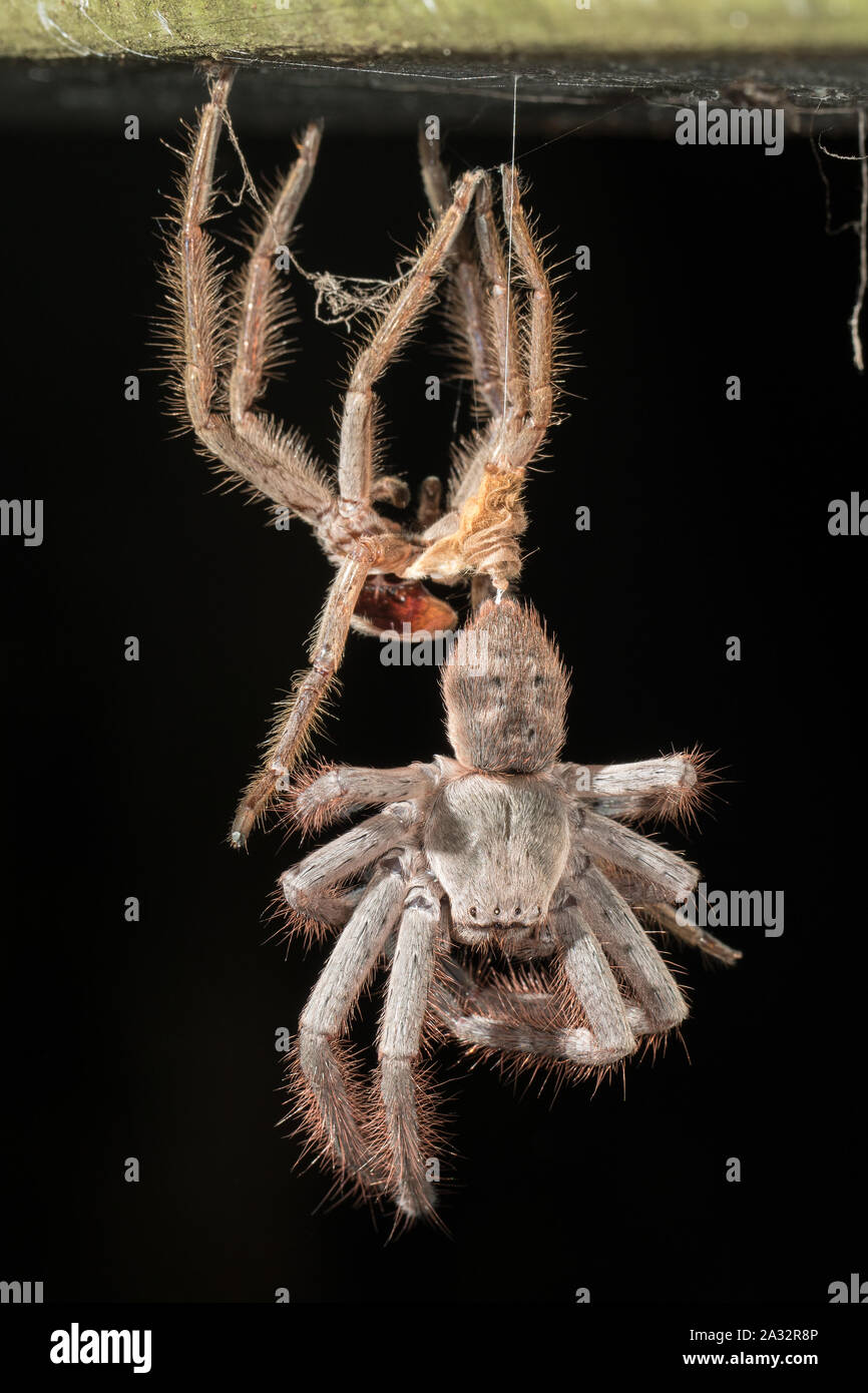 La mue araignée Huntsman dans un nouvel exosquelette Photo Stock - Alamy