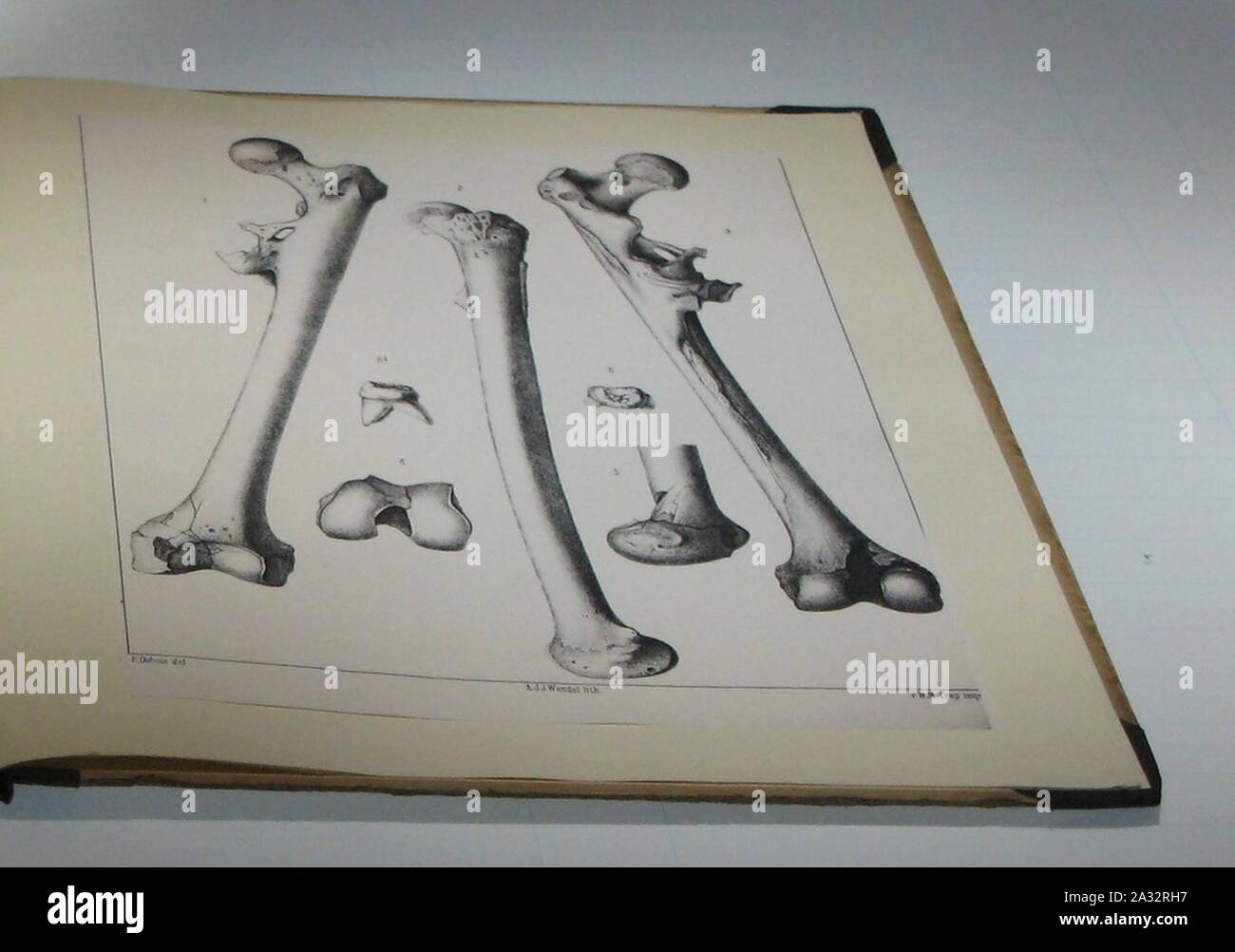 Eugène Dubois - Dessins d'une molaire et d'un fémur de Pithecanthropus erectus (Homo erectus). Banque D'Images