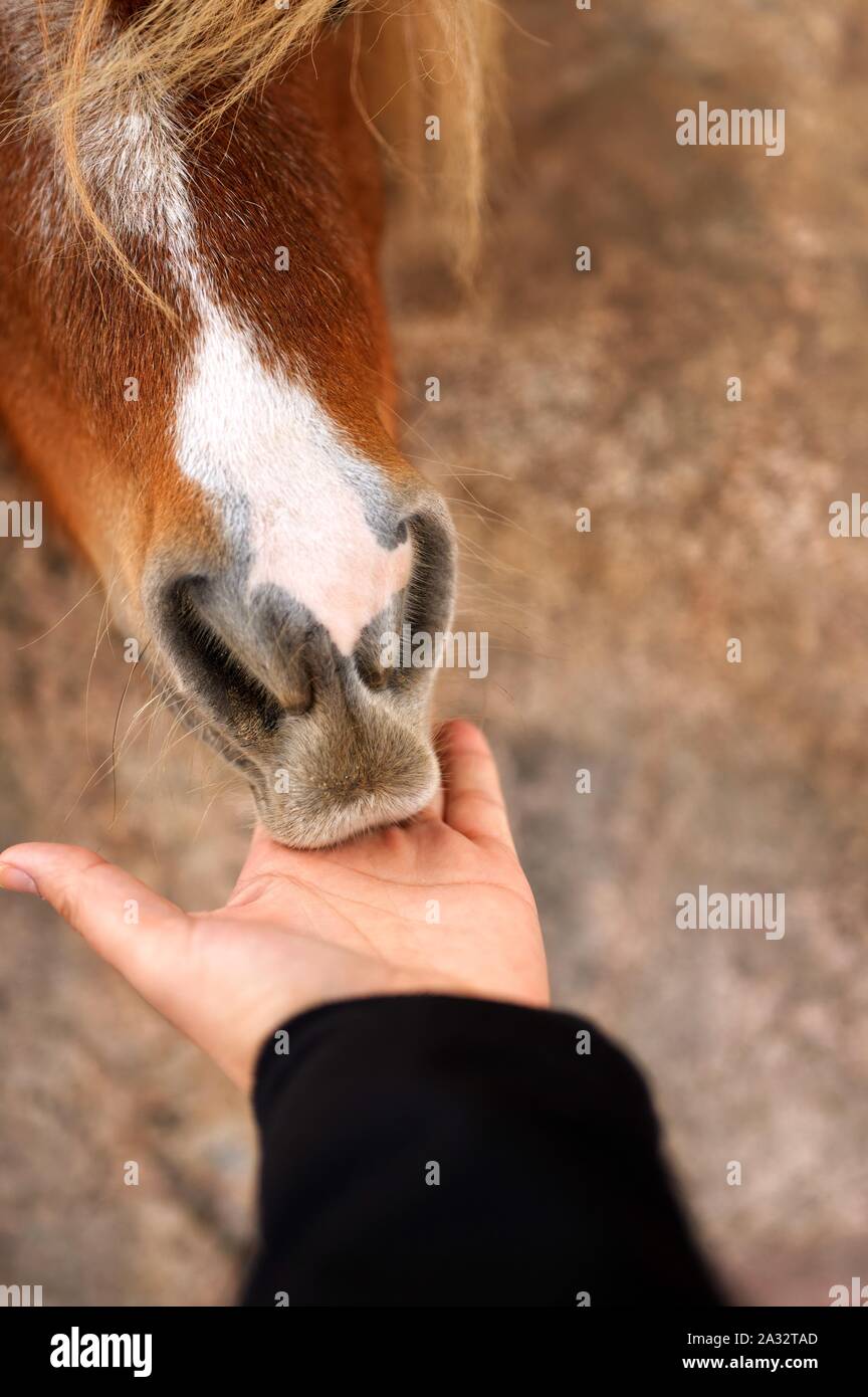 L'alimentation d'un Mans hand Banque D'Images