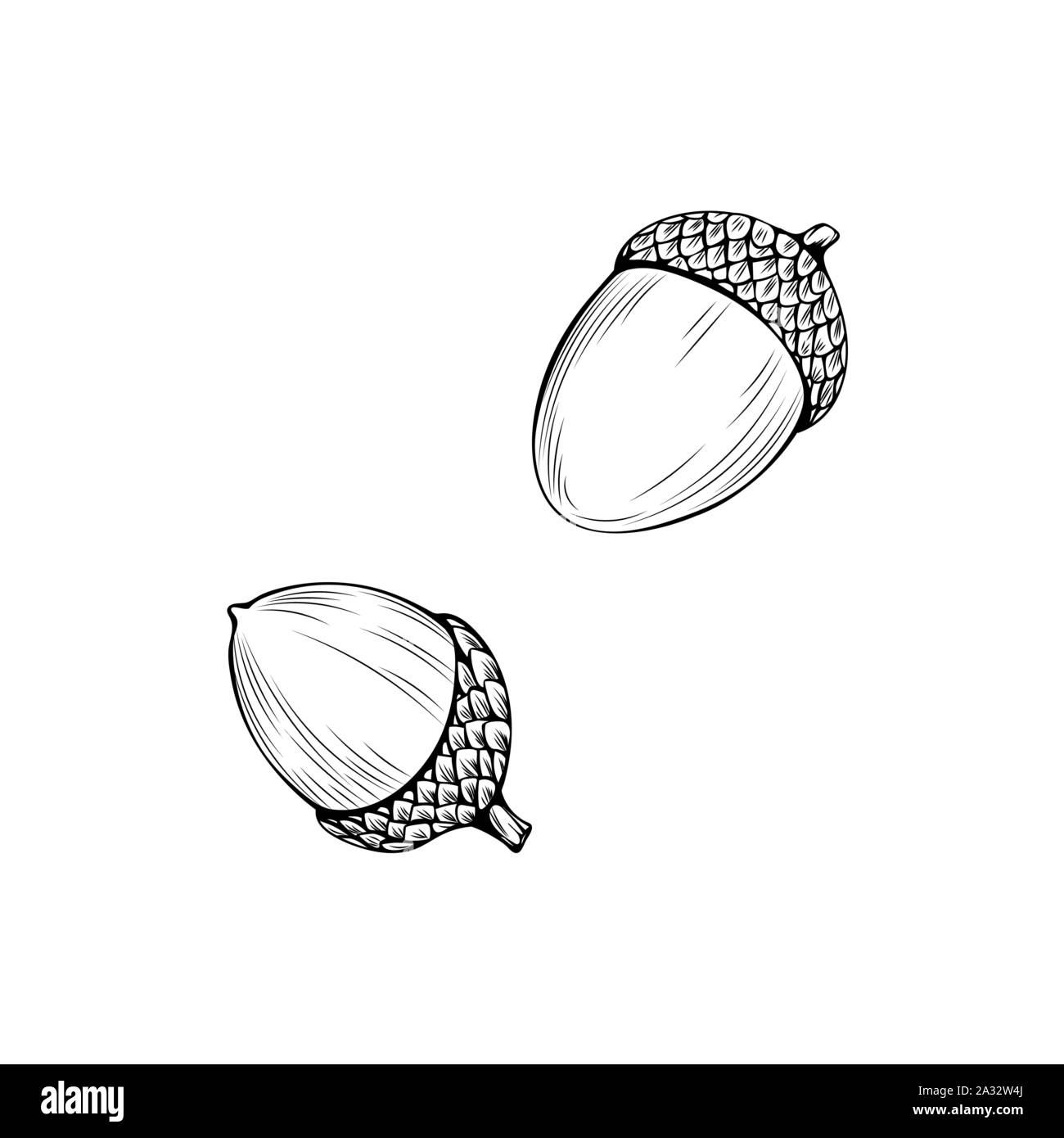 Floristrywarehouse Lot De 45 Petits Glands Naturels Sur Fils