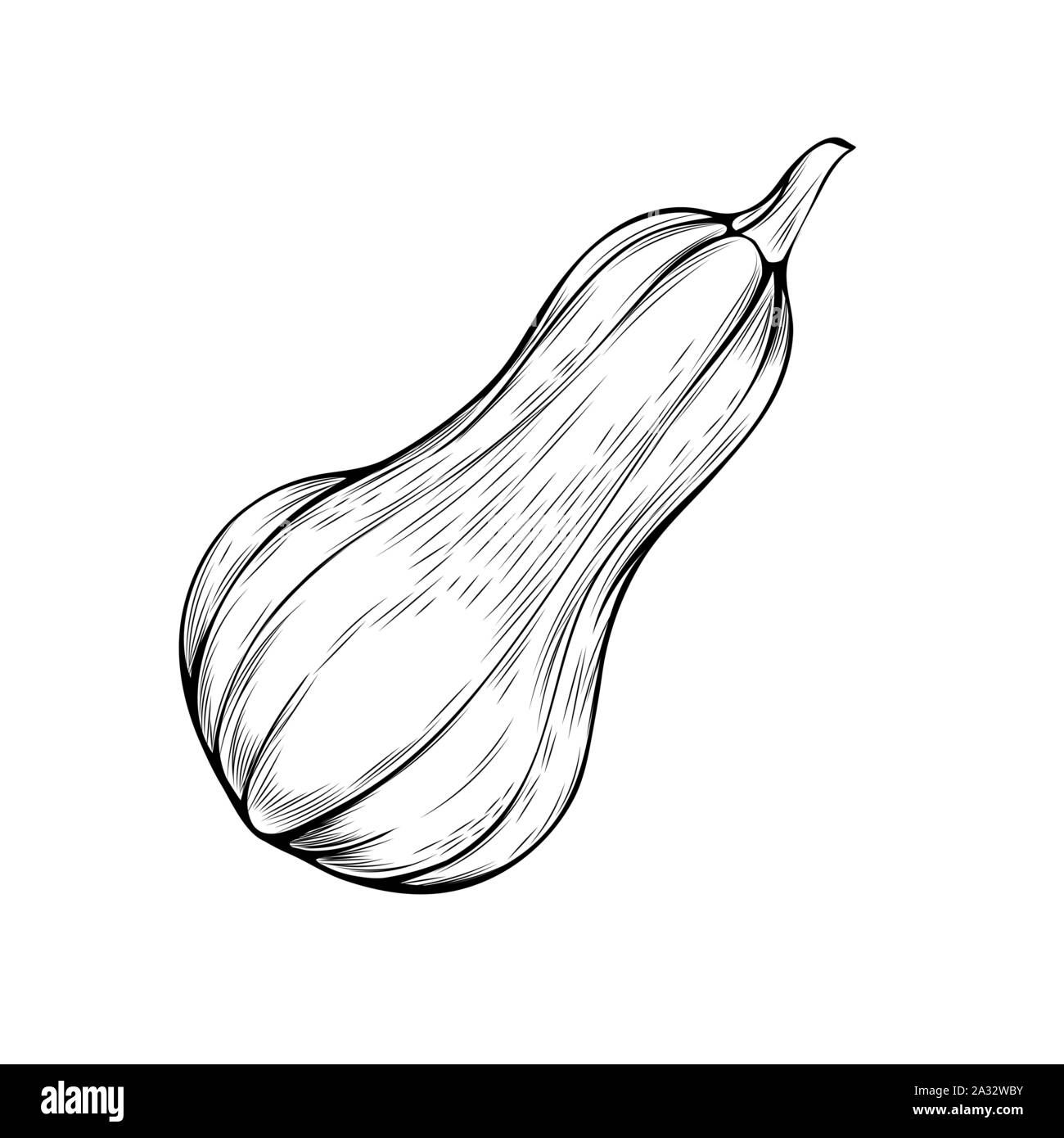 Gourde bio hand drawn vector illustration. L'action de grâce, le croquis de l'agriculture symbole. Citrouille naturel, fresh Vegetable dessin monochrome isolé sur fond blanc. La récolte d'automne Illustration de Vecteur