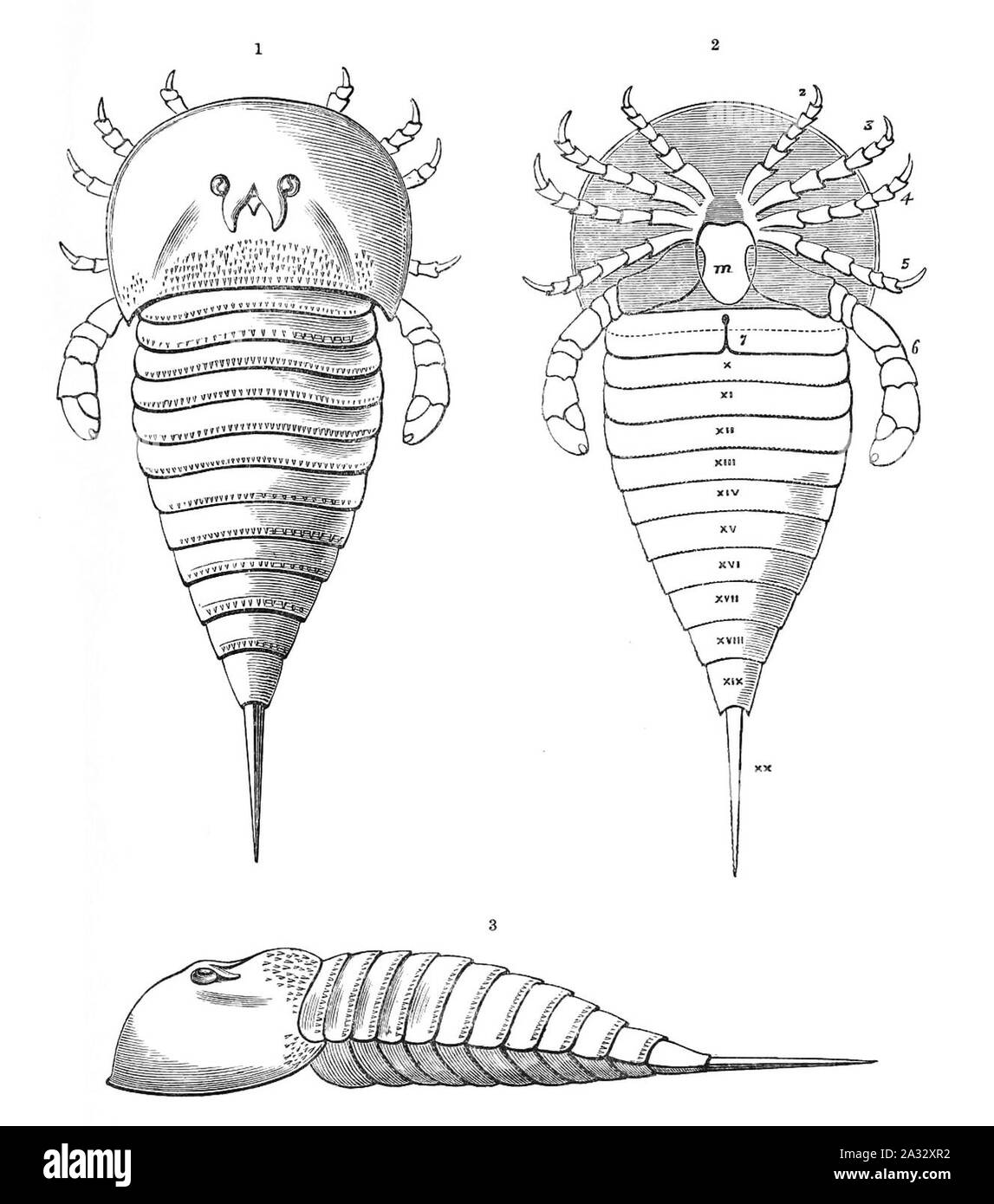 Eurypterus scouleri restauration. Banque D'Images