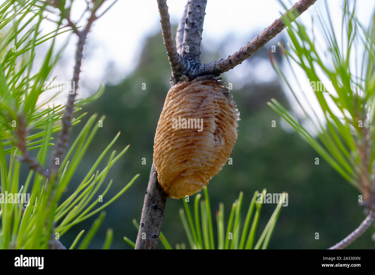 Gros plan d'œufs de mantis en prière (apaca) sur un pin arbre Banque D'Images