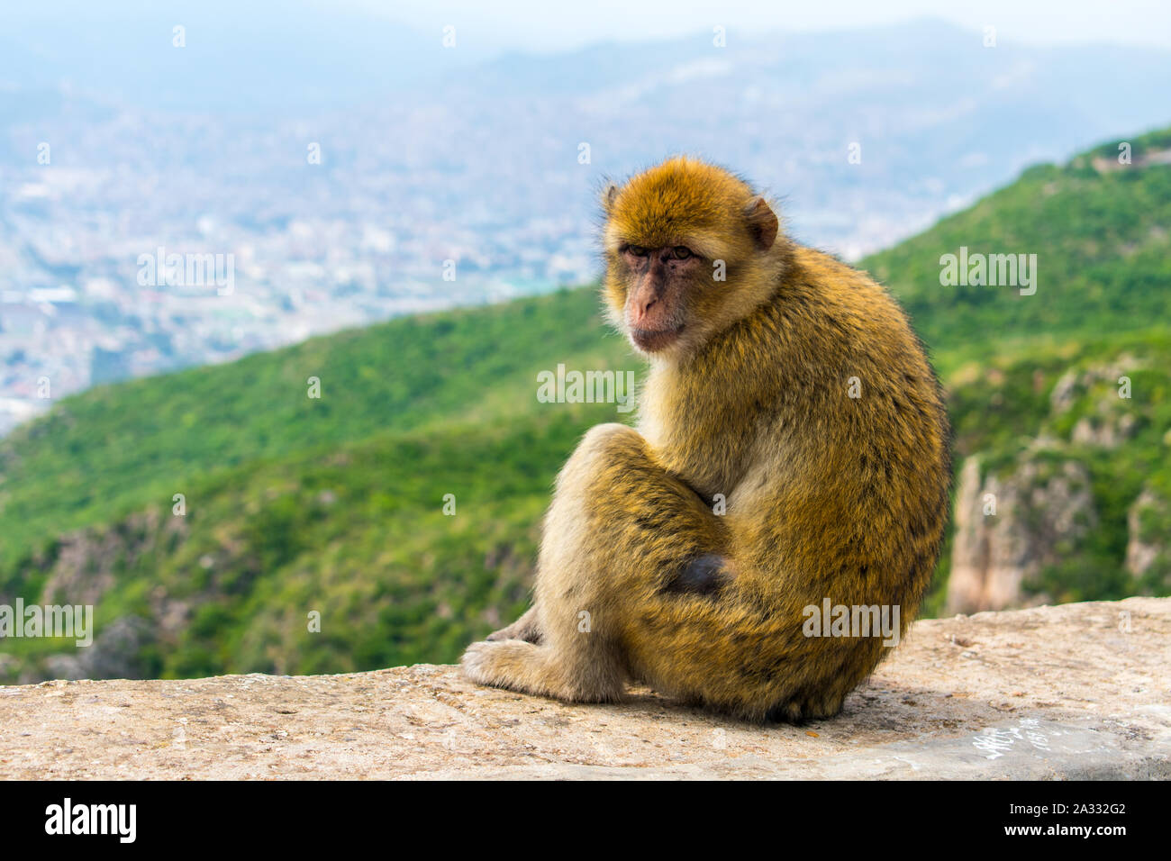 Macaque de Barbarie (Macaca sylvanus) dans la région de Yemma Gouraya — free download