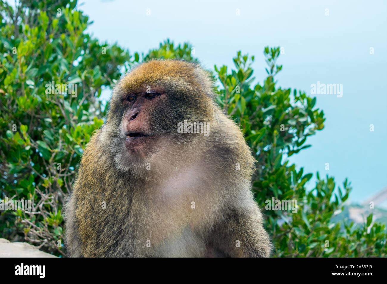 Macaque de Barbarie (Macaca sylvanus) dans la région de Yemma Gouraya — free download