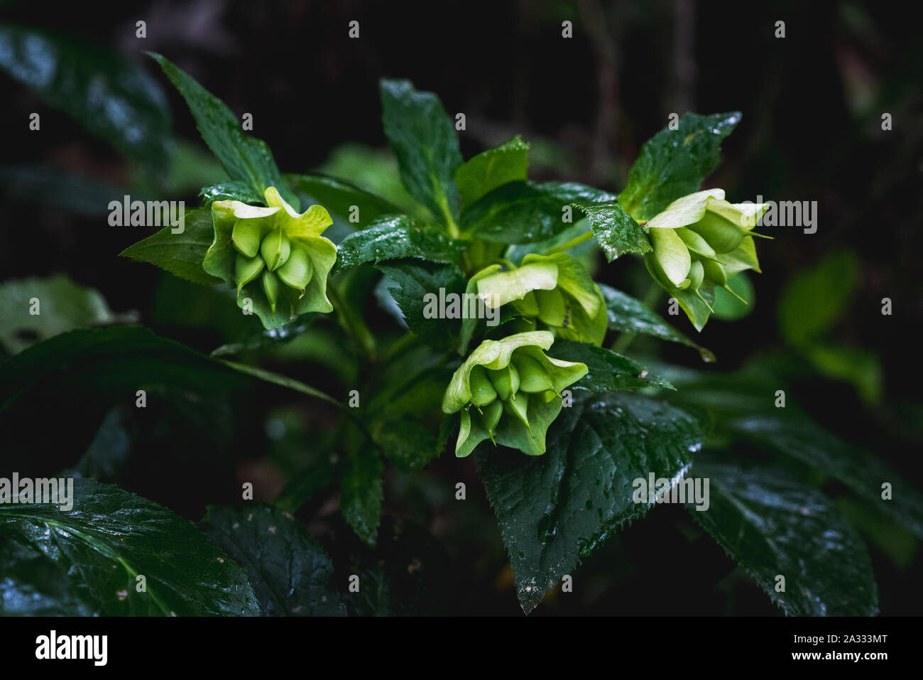 Hellebore après la pluie dans la forêt des hautes terres dans la région de Svaneti, Région de la Géorgie en juin. Banque D'Images