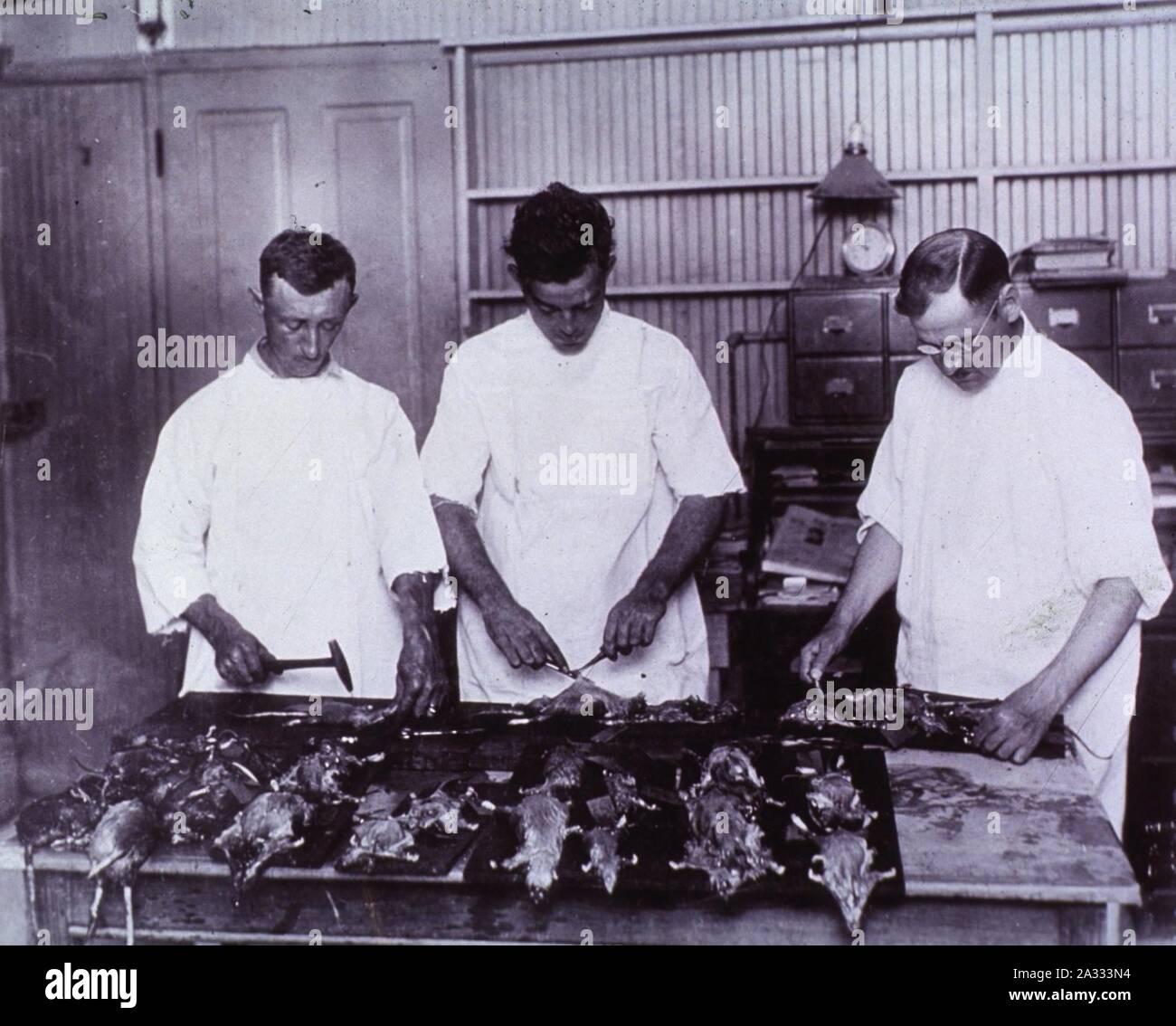 L'examen de rats pour la peste bubonique New Olreans 1914 A024245. Banque D'Images