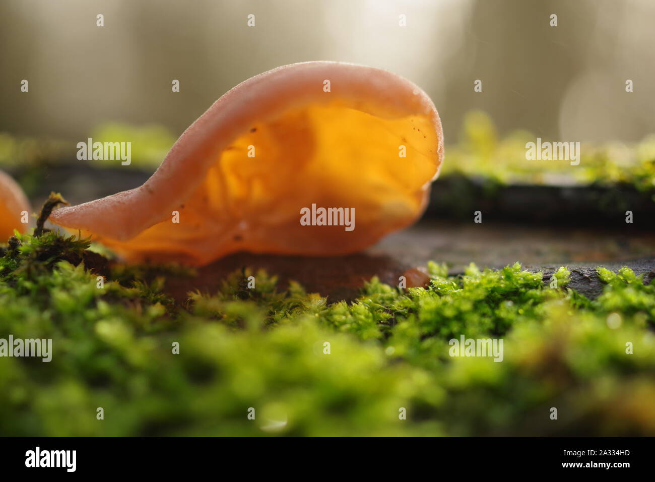 Oreille gelée de champignons, (Auricularia auricula-judae) sur un journal pourri dans une caduques. Exeter, Devon, UK. Banque D'Images