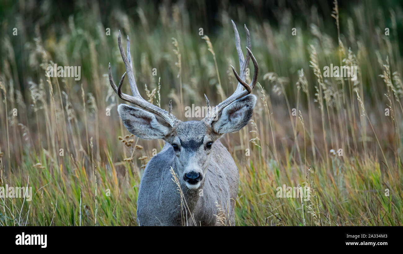 Mule Deer buck/ stag (Odocoileus hemionus) Jefferson County, Colorado, USA Banque D'Images