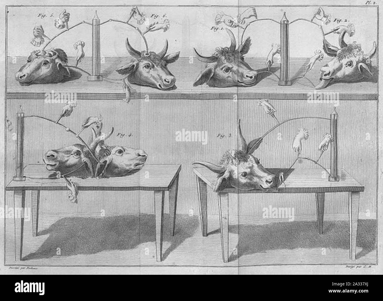 Des expériences avec des têtes de vache Essai th orique et exp rimental sur le galvanisme 1804 a. Banque D'Images