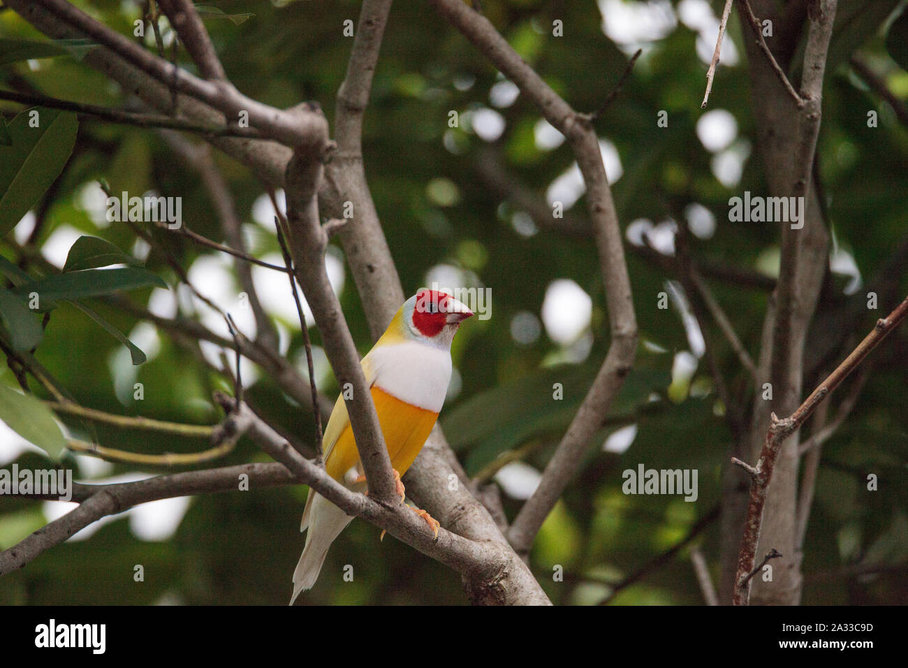 Jaune et orange Lady gouldian finch Erythrura gouldiae oiseau sur une branche d'arbre. Banque D'Images
