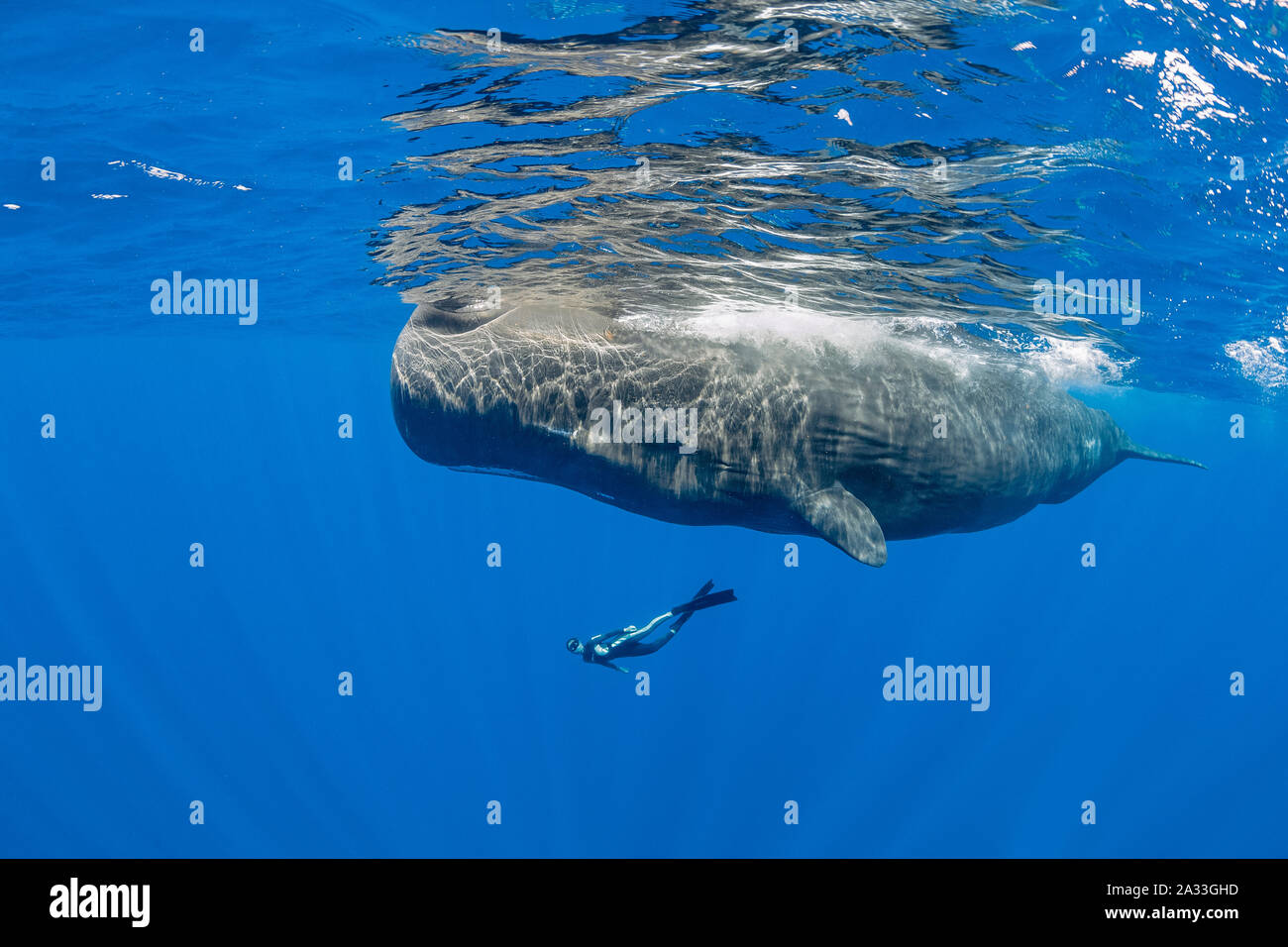 Free diver nager avec les cachalots, Physeter macrocephalus, Dominique, de la mer des Caraïbes, Océan Atlantique, photo prise en vertu d'un permis n°RP 17/01/02 Banque D'Images