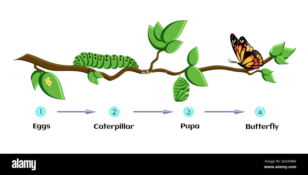 Cycle de vie de papillon, illustration Banque D'Images