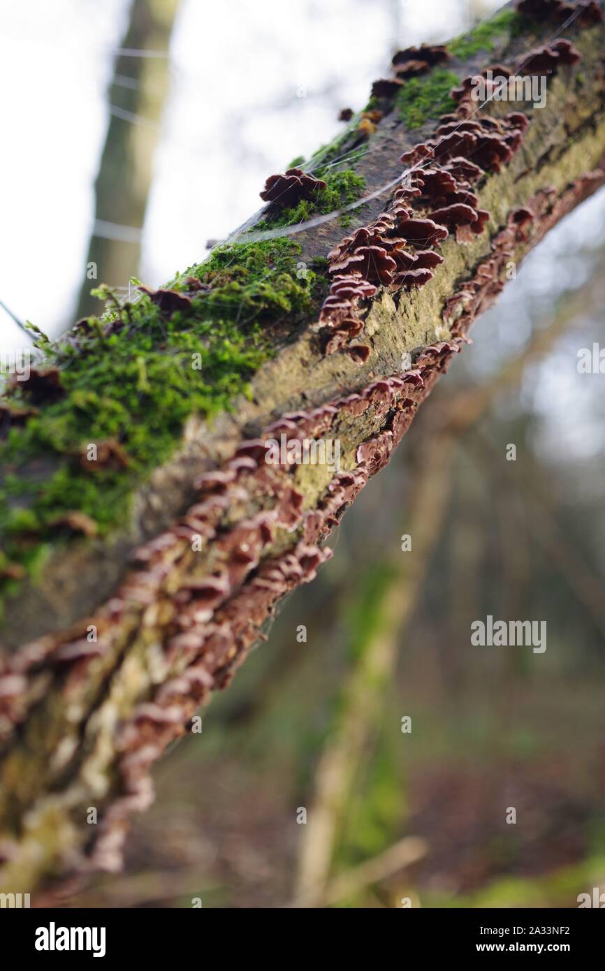 Trametes versicolor champignons sur un tronc d'arbre. Exeter, Devon, UK. Banque D'Images